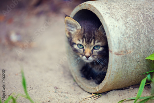 Fototapeta Naklejka Na Ścianę i Meble -  Stray kitten peeking out of a pipe