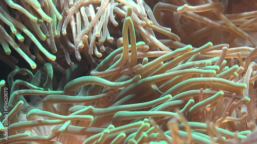 Tentacles Of Sea Anemone photo