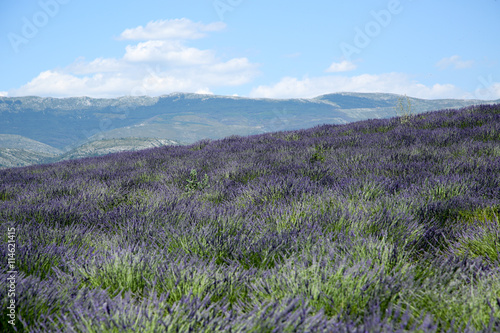 lavandes en provence