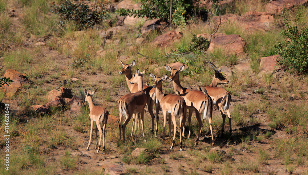 Impala Impala