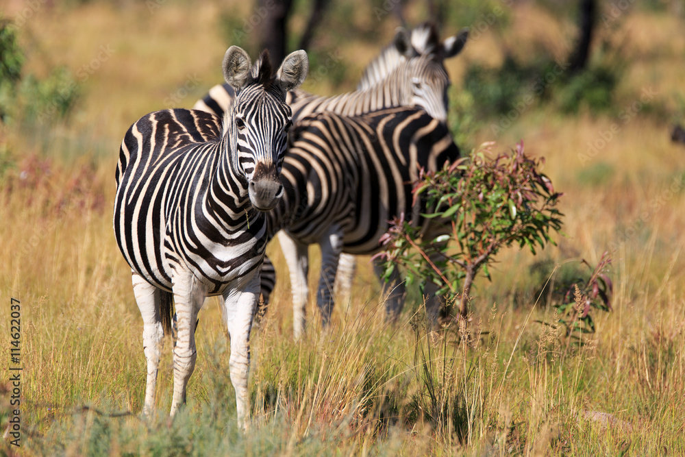 Naklejka premium Zebraherde