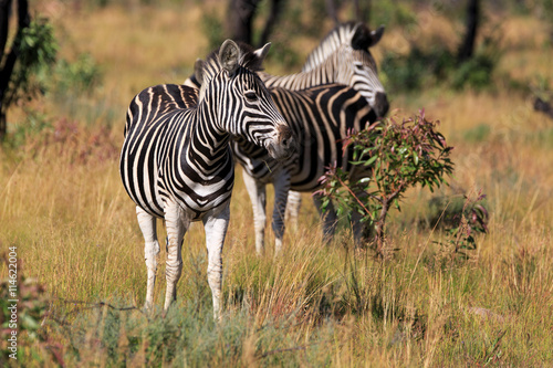 Zebraherde