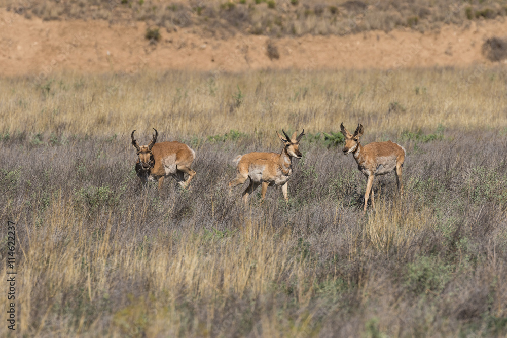 Pronghorn Antelope Bucks Pronghorn Antelope Bucks
