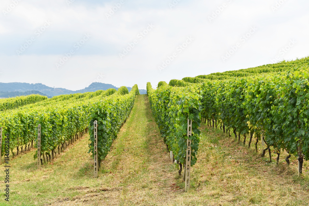 Row of grapevine