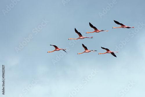 Flight of flamingos in a V-shaped formation. Wingtips are blurred due to fast movement.