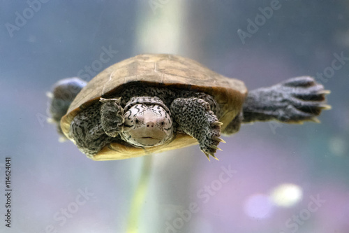diamondback terrapin turtle swimming underwater close up photo