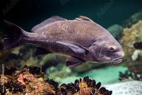 Canvas Print Black drum atlantic ocean fish underwater close up