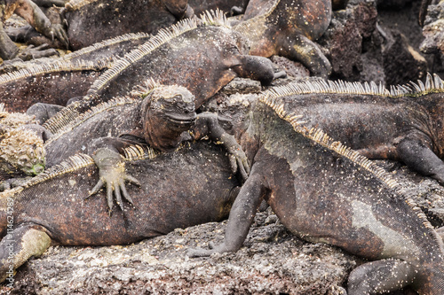 Two marine iguanas looking at each other. Selective focus on the head of the two animals, foreground and background are out of focus.