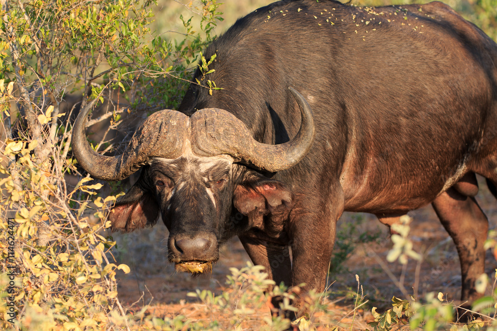 Obraz premium Büffel Portrait
