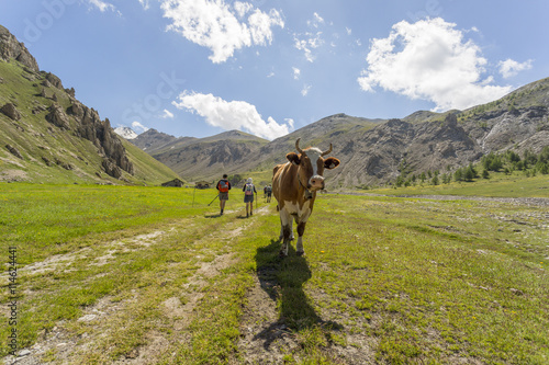 Alpine cow in a valley