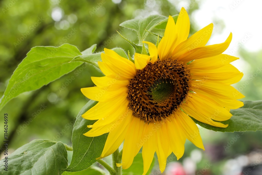 Sun flower in garden, selective focus Sun flower in garden, selective focus