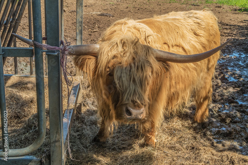 Highland cow looking at the camera. Selective focus on the head of the animal.