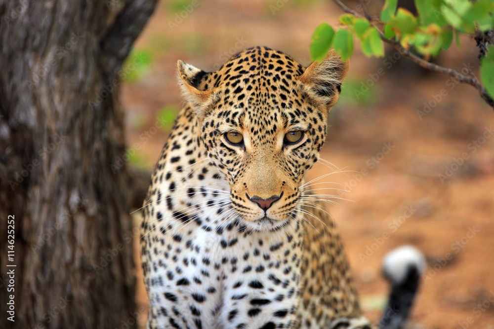 Leopard Leopard