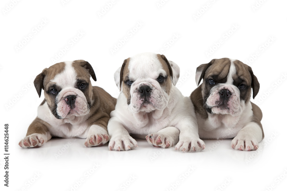 Portrait of three English Bulldog puppies