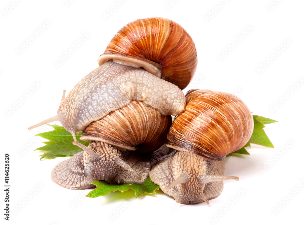 Three snail crawling on the grape leaves white background Three snail crawling on the grape leaves white background