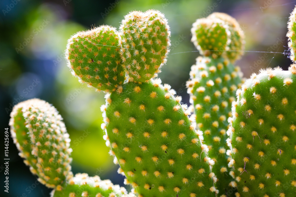 Prickly Pear Cactus Close up