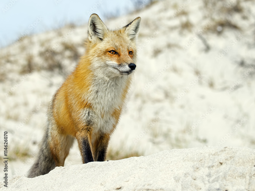 Red Fox Standing on Beach Red Fox Standing on Beach