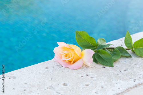 yellow rose on the stone background near the swimming pool close up