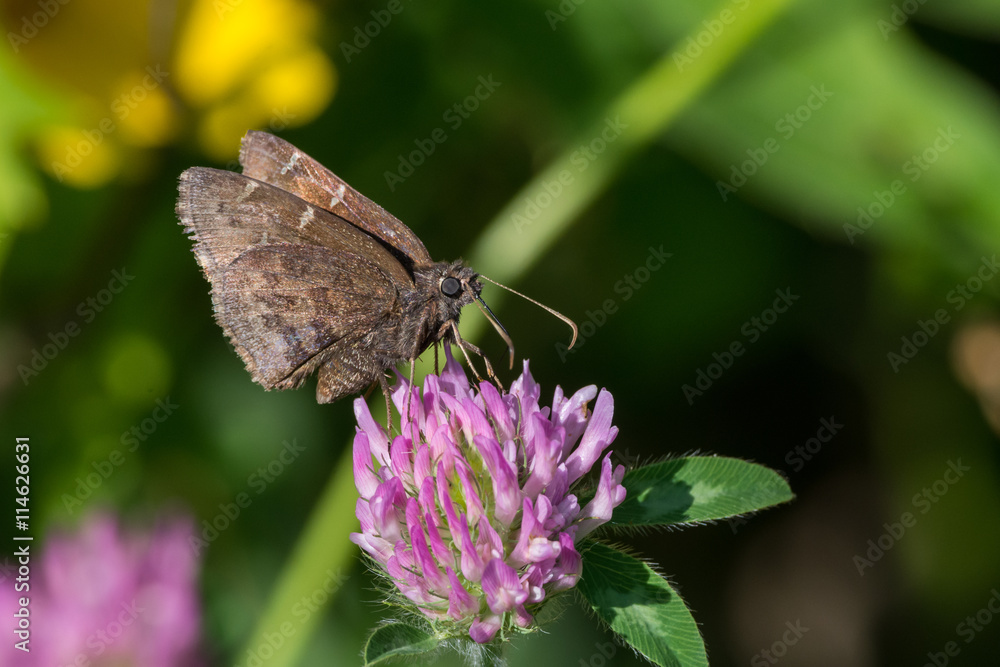 Obraz premium Northern Cloudywing Butterfly