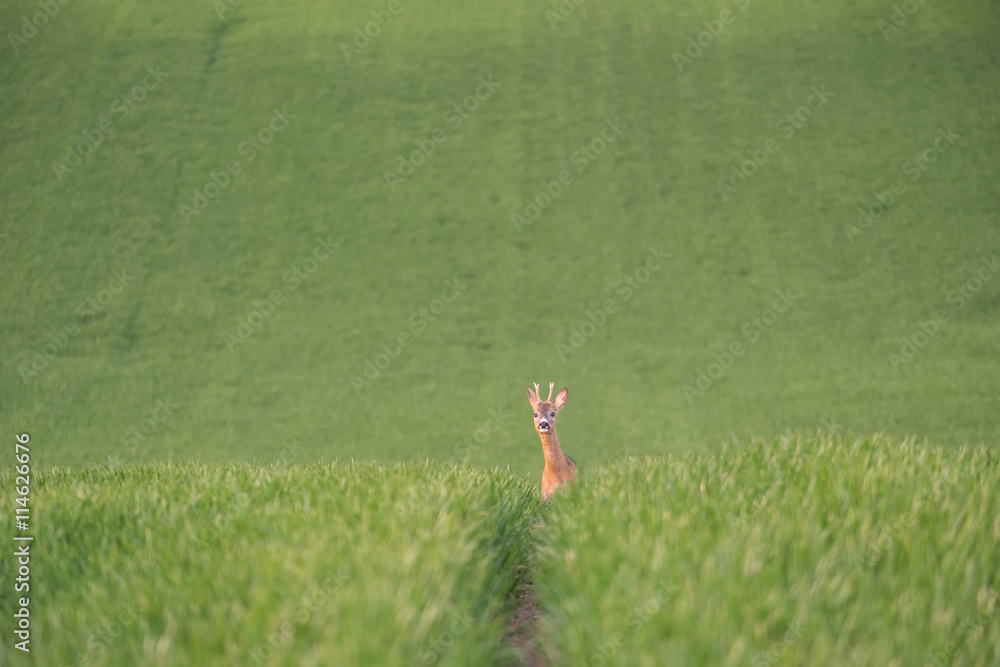 Fototapeta premium Curious roe deer peeking from a green field. Portrait of young roe deer looking at camera.