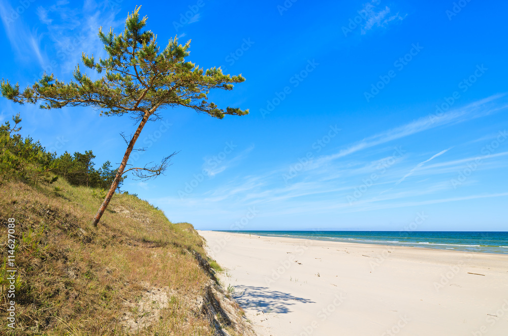 Pine tree on beautiful sandy beach near Leba, Baltic Sea, Poland Pine tree on beautiful sandy beach near Leba, Baltic Sea, Poland