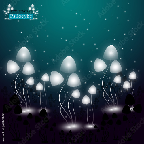 Hallucinogenic mushrooms Psilocybe