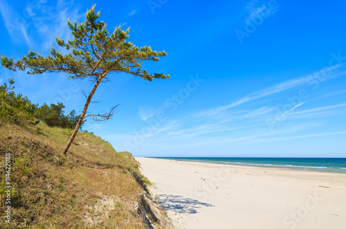 Pine tree on beautiful sandy beach near Leba, Baltic Sea, Poland