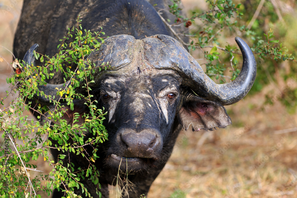 Obraz premium Büffel Portrait