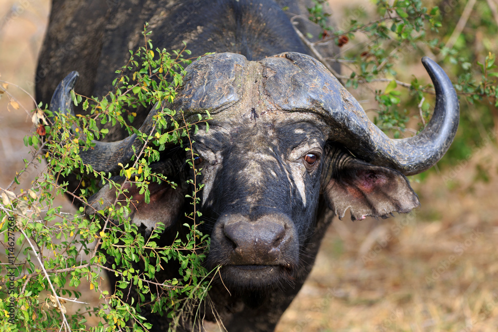 Obraz premium Büffel Portrait