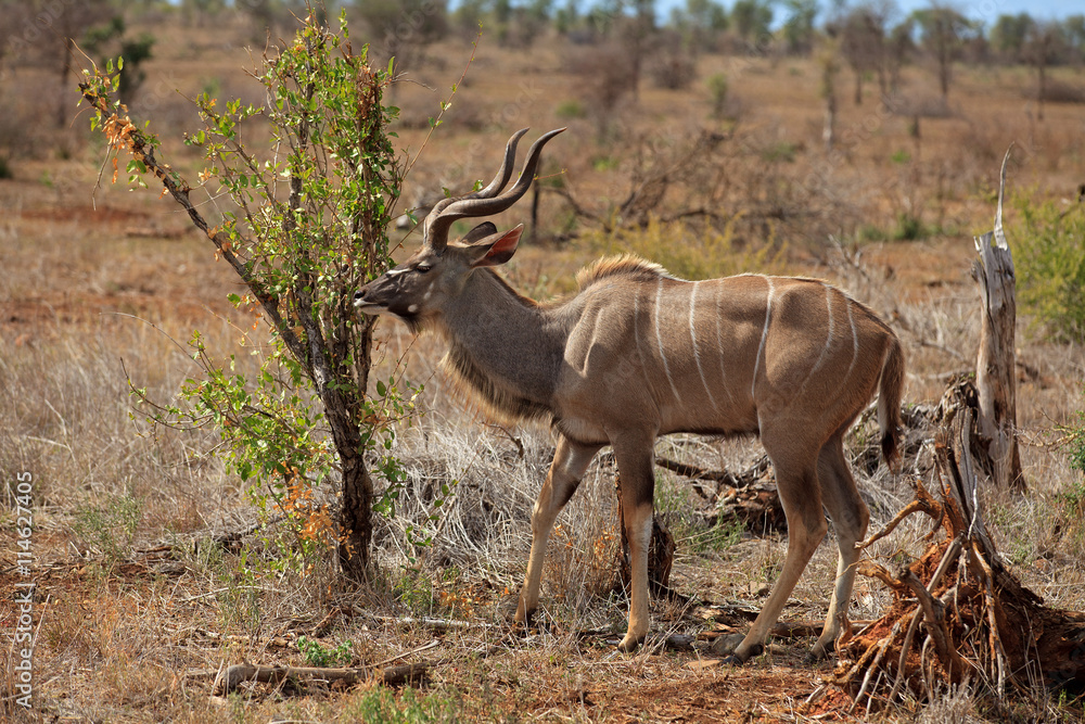 Fototapeta premium Kudu