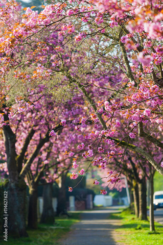 Cherry Blossom Pathway. Beautiful Landscape