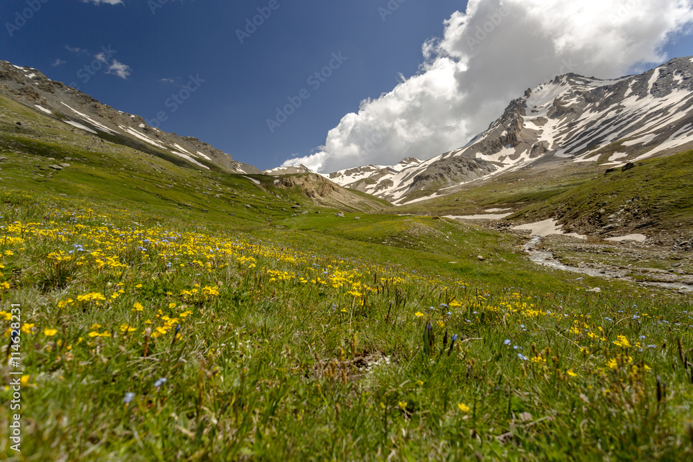 expanse of flowers in an alpine valley