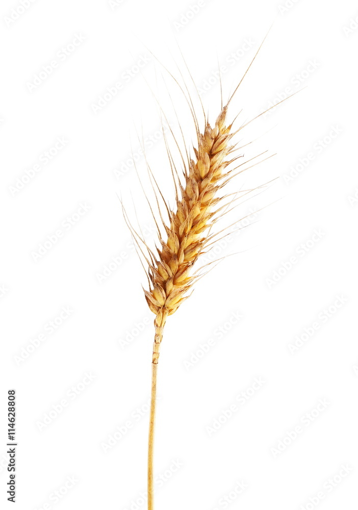 Ear of wheat isolated on white background, clipping path Ear of wheat isolated on white background, clipping path
