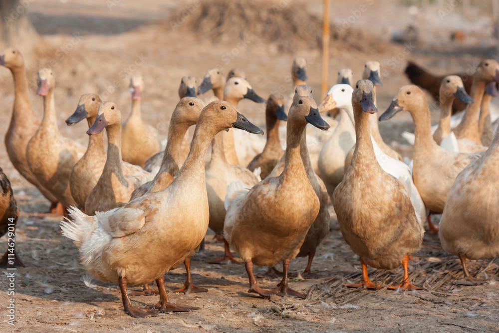 Brown ducks in farm