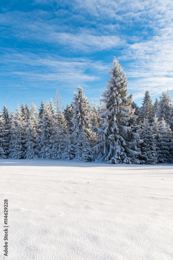 Winter trees in Beskid Sadecki Mountains covered with fresh snow, Poland