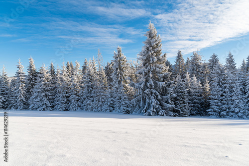 Winter trees in Beskid Sadecki Mountains covered with fresh snow  Poland