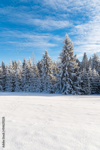 Winter trees in Beskid Sadecki Mountains covered with fresh snow, Poland © pkazmierczak