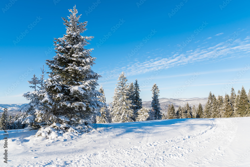 Fototapeta premium Winter trees covered with fresh snow in Wierchomla ski resort, Poland