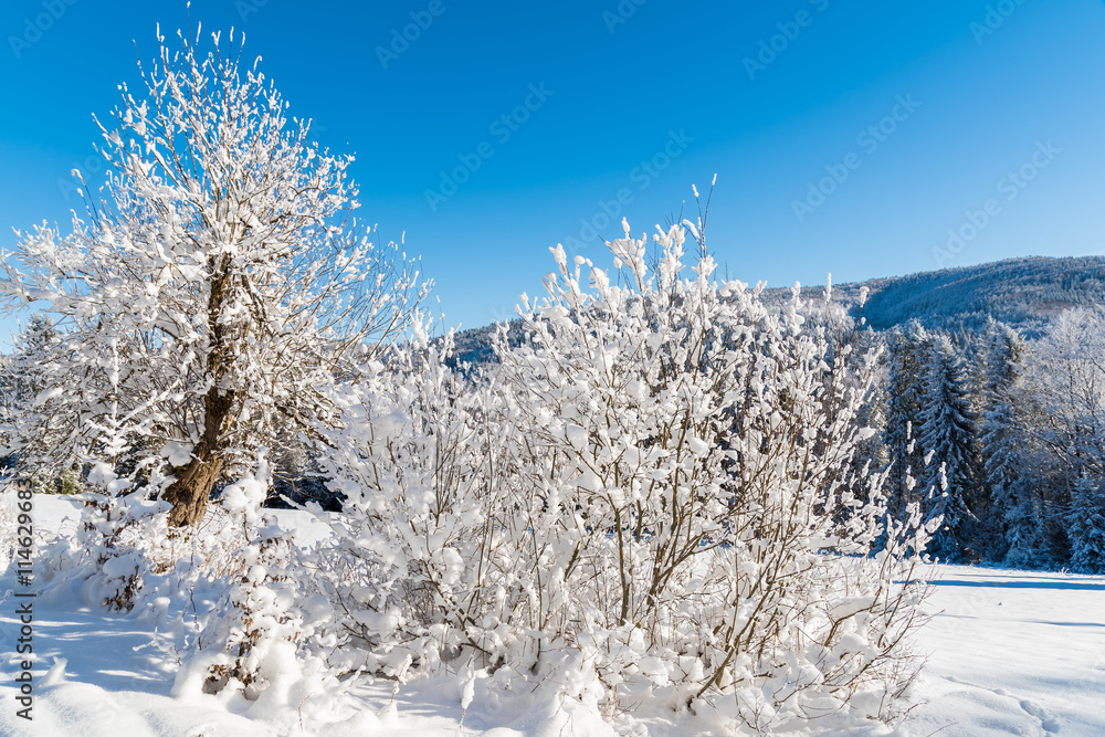 Winter trees in Beskid Sadecki Mountains covered with fresh snow, Poland Winter trees in Beskid Sadecki Mountains covered with fresh snow, Poland