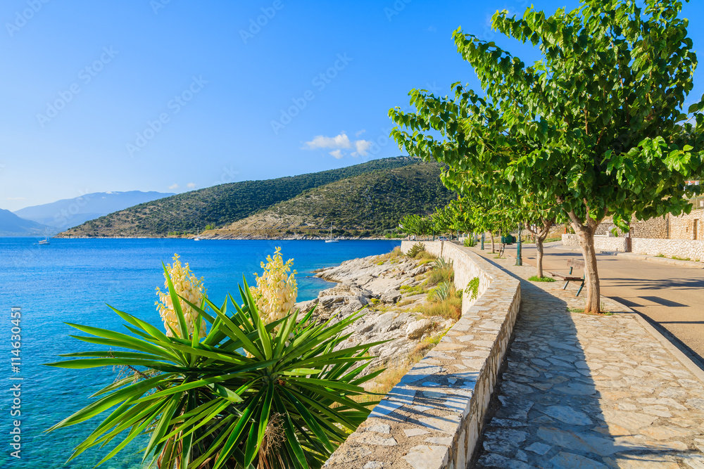Tropical plants on coastal promenade of Kefalonia island in Agia Efimia village, Greece