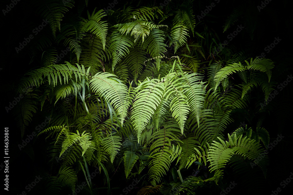 helechos verdes en penumbra y fondo oscuro helechos verdes en penumbra y fondo oscuro