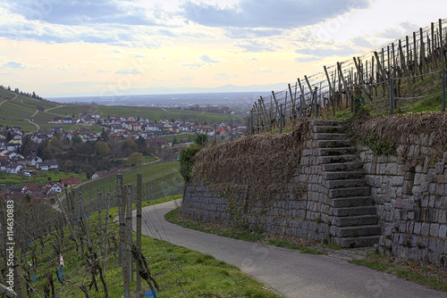 Road with terrace and steps on a vineyard in Baden-Wurttemberg, Germany photo