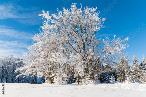 Winter trees in Beskid Sadecki Mountains and sunny blue sky, Poland