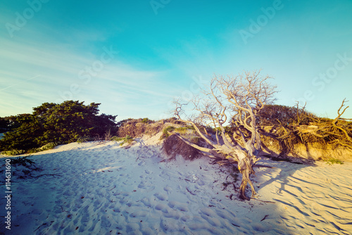 dry tree on the sand at sunset