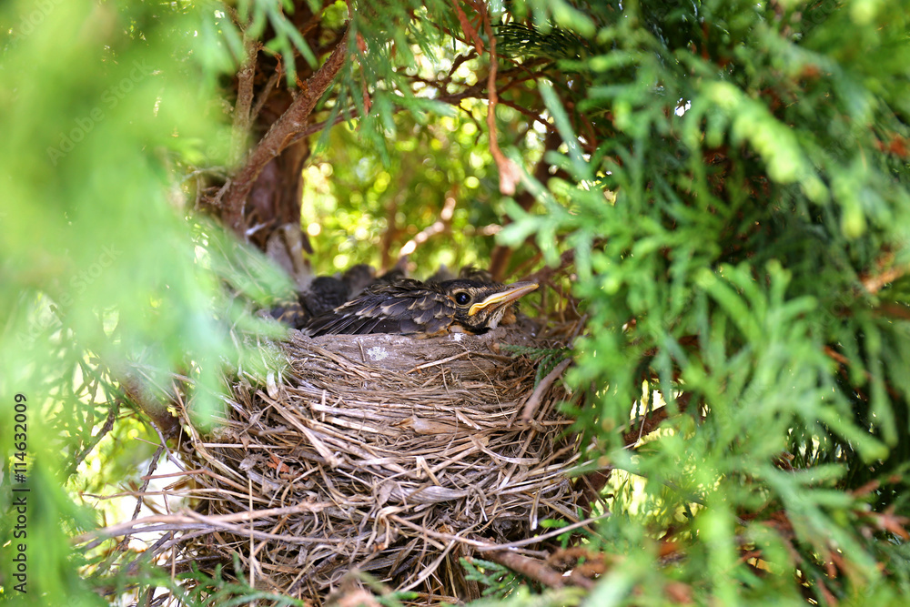 Baby Robin Fledglings in Nest Baby Robin Fledglings in Nest