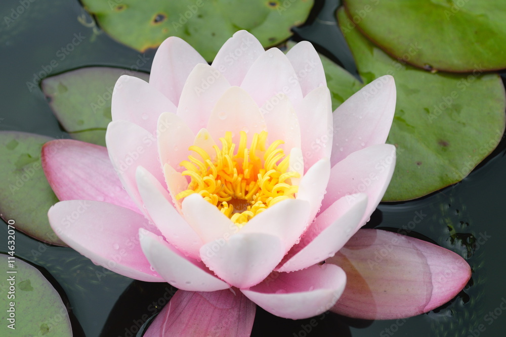 Water lily in bloom in summer Water lily in bloom in summer