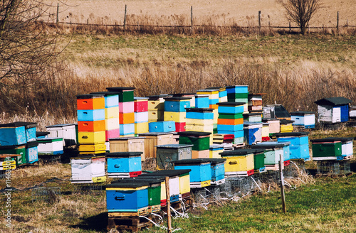 Принти на полотні Beehives in multiple colours on sunny day