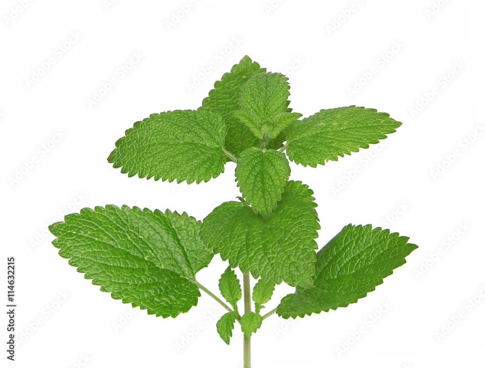 Feuilles de menthe Feuilles de menthe