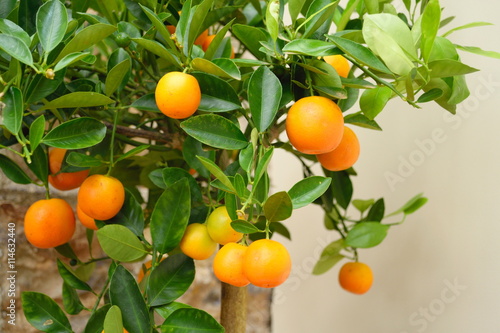 Small orange tree in pot
