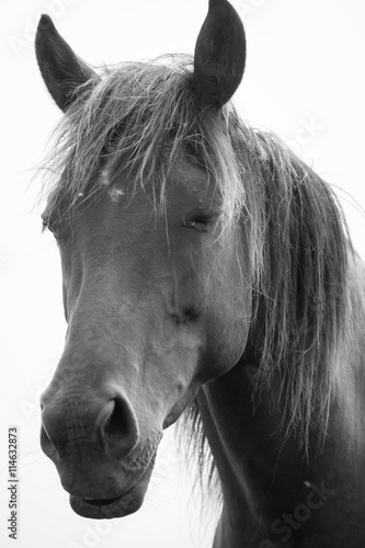European wild horse in black and white.